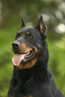 Images Dated 21st June 2004: Beauceron / Bas Rouge / Berger de Beauce