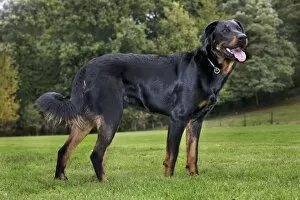 Beauceron dog