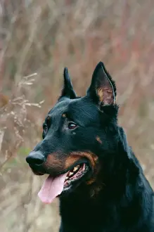 Sheepdog Prints: Beauceron Dog JPF 1167 © Jean-Paul Ferrero / ARDEA LONDON