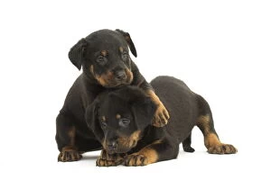 Beaucerons Gallery: Two Beauceron Dog, puppies