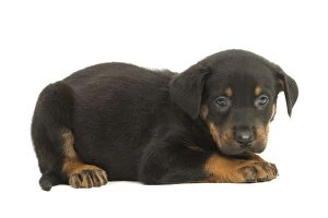 Beaucerons Gallery: Beauceron Dog, puppy