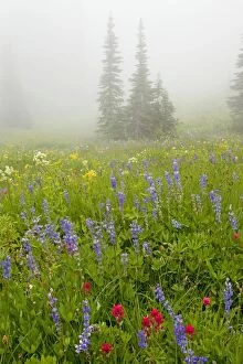 Beautiful alpine wildflowers, including lupins