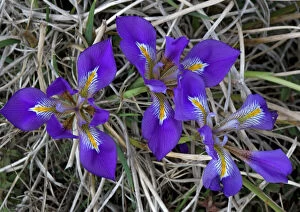 Beautiful blue Iris. The Peloponnese form of cretan iris