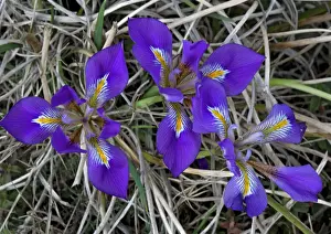 Mediterranean Prints: Beautiful blue Iris. The Peloponnese form of cretan iris