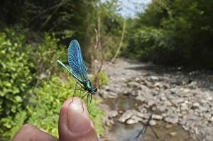 Images Dated 4th August 2012: Beautiful Damoiselle male on finger