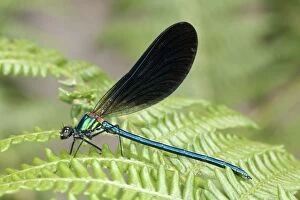 Images Dated 10th August 2006: Beautiful Demoiselle - male