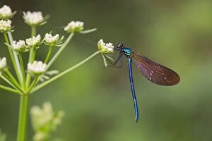 Images Dated 30th May 2014: Beautiful Demoiselle male on Hemlock Water Dropwort