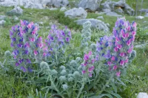 Bugloss Prints: A beautiful endemic Bugloss, Echium albicans
