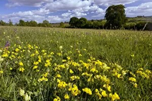 Images Dated 12th May 2011: Beautiful flower-rich Grassland - with Bird's Foot