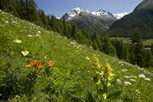 Hill Prints: Beautiful flowery alpine hillside - with Orange Lilies - Yellow Gentians - above Pontresina - Engadin - Swiss Alps