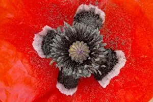 Beautiful form of field poppy, Papaver rhoeas, with black and white centre
