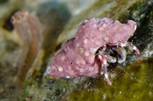 Beautiful Hermit Crab - Sedam dive site, Seraya, Kubu district, Karangasem, Bali, Indonesia
