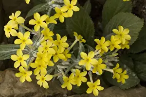 A beautiful primula (Primula verticillata) from Yemen and N. Africa
