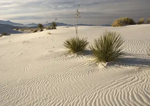 Wind Prints: Beautiful wind-sculpted white gypsum dunes in the White Sands National Monument