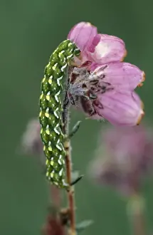 Heath Prints: Beautiful Yellow Underwing Caterpillar - on cross-leaved heath