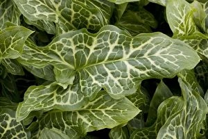 The beautifully-veined leaves of a garden variety of Large Lords and Ladies