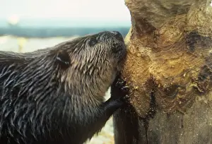 Beavers Prints: Beaver