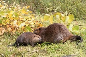 Beaver - adult and young on grass
