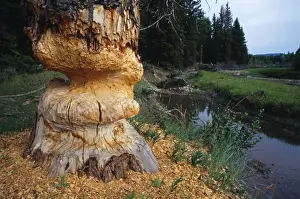 Beavers Prints: Beaver - chewed Cottonwood Tree Grand Teton National Park, Wyoming, USA