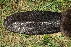 BEAVER - close-up of tail