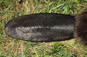 Images Dated 15th November 2007: Beaver - close-up of tail North East USA