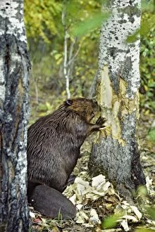 Beaver - cutting aspen tree