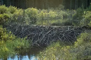 Beaver Dam