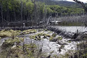 Destruction Prints: Beaver - Dam - Tierra del fuego National Park - Argentina