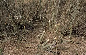 Beaver Damage