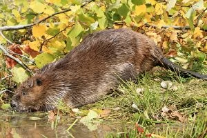Beaver - drinking at pool