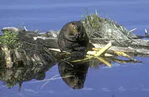 Beaver eating on feeding station. Beaver pond in central Massachusetts, USA