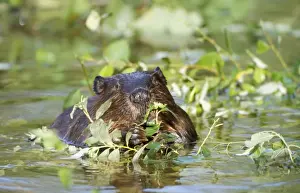 Beaver - eating in water