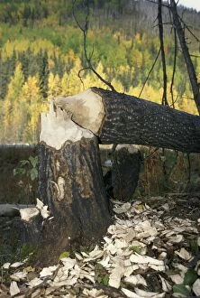 Beaver - Fallen tree trunk of Poplar tree can down by beaver