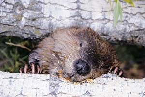 Images Dated 27th June 2005: Beaver - Gnawing Autumn, Western USA