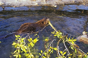 Images Dated 2nd August 2005: Beaver - hauling branch back to winter food cache. Autumn. Grand Teton National Park, Wyoming