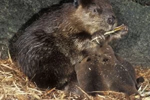 BEAVER - mother and kits inside lodge