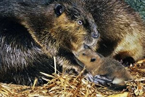 Beaver - mother with young, inside lodge