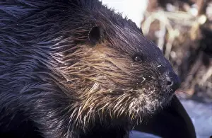 Beaver, outside lodge, searching for food in early spring. Central Massachusetts, USA