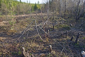 Images Dated 25th May 2008: Beaver Pond workings on trees around beaver pond