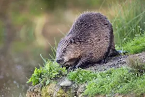 Beaver - on river bank - controlled conditions - UK