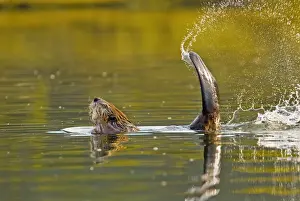 Pond Prints: Beaver - slapping its tail as a warning to other beavers that an intruder is about