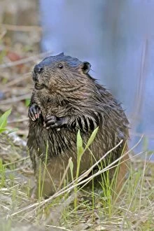 Beavers Gallery: Beaver standing up on hindlegs close to the water alert