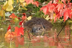 Beaver - swimming
