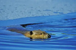 Beaver - swimming in partially ice covered beaver pond, has just surfaced out from under the ice. MT317
