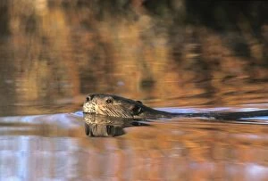 Beavers Gallery: Beaver swimming in pond, late afternoon sunlight