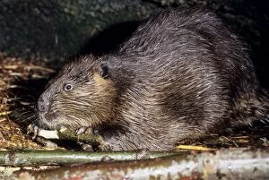 BEAVER - side view