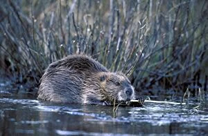 Beavers Gallery: Beaver in water feeding on willow stick