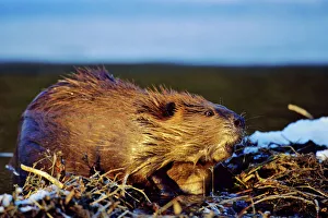 Working Collection: Beaver - working on beaver dam, late autumn. MT278