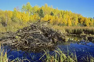Dams Prints: Beaver - working on lodge. MT2
