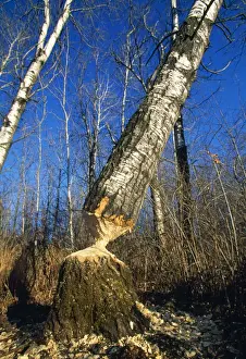 Beavers Prints: Beaver - workings on Aspen Trees Northern Minnisota, USA